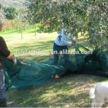 árbol oliva España, invernaderos agrícolas utilizados para recoger oliva, red de oliva abrigo